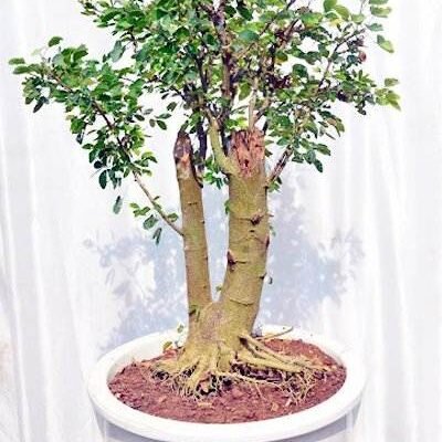 Jungle Jalebi Bonsai