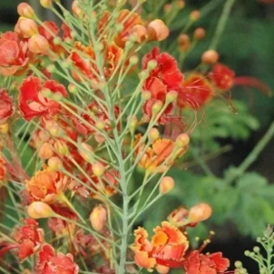 Caesalpinia Pulcherrima