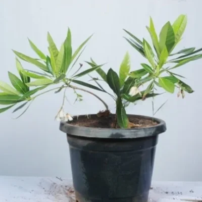 Elaeocarpus Angustifolias