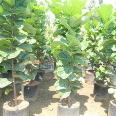 Ficus lyrata