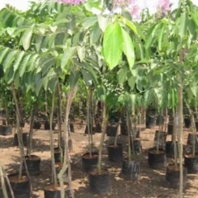 Lagerstroemia Flos Reginae Queens