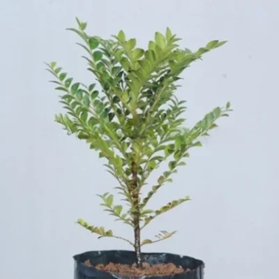 Jacaranda Mimosifolia
