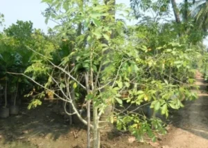 Adansonia Digitata
