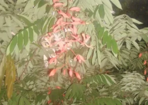 Amherstia Nobilis