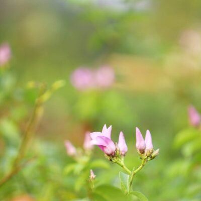 Cryptostegia Grandiflora