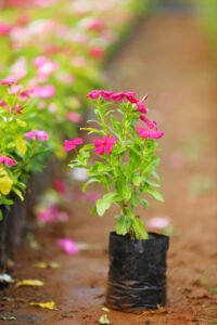 Vinca Rosea Red