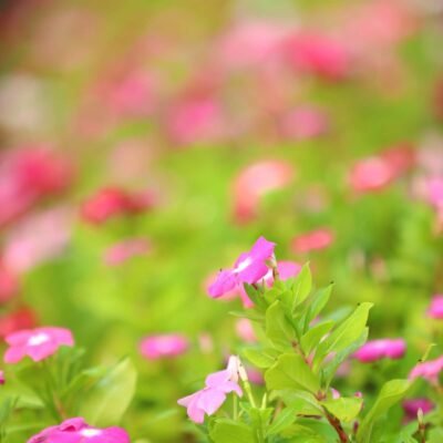 vinca rosea Pink