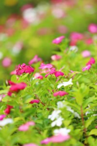 Vinca Rose Multi