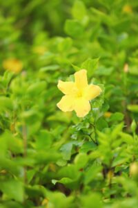 Tenneria Yellow