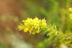 Cassia Byflora
