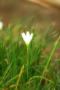Zafer lily White