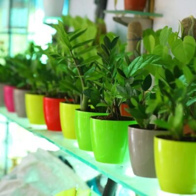 Zamia Calculus