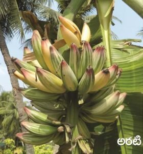 Banana