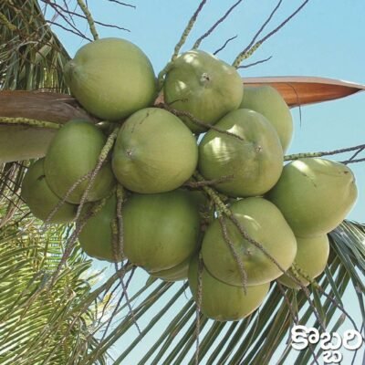Coconut