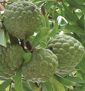 Custard Apple