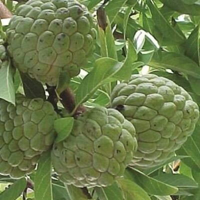 Custard Apple