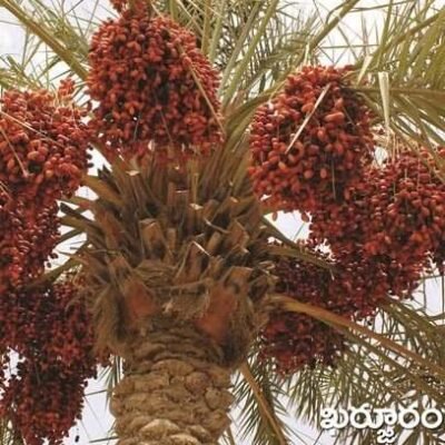 Date Palm