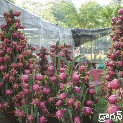Dragon Fruit