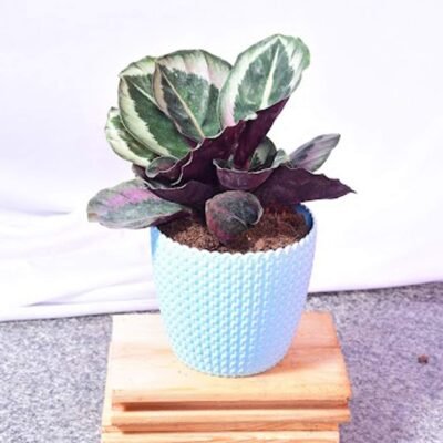 Maranta