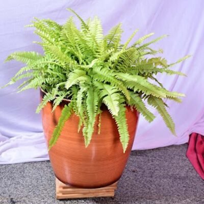 Gold Fern
