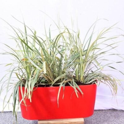 Ophiopogon Grass