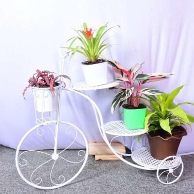 Indoor Plant