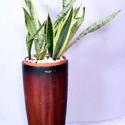 Sansevieria