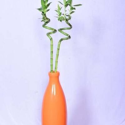 Lucky Bamboo