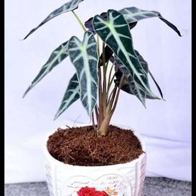 Alocasia Amazonica