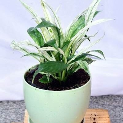 Spathiphyllum Variegated