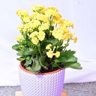 Kalanchoe Pinnata