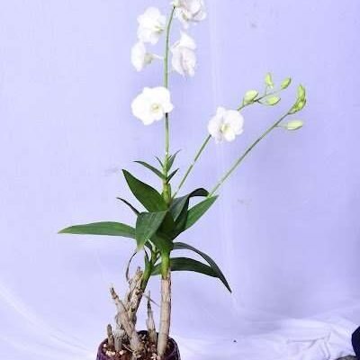 Orchid White