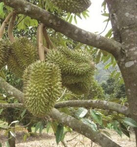 Durian