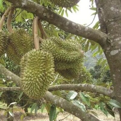 Durian