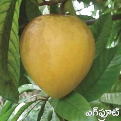 Egg Fruit