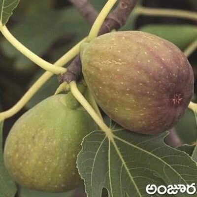 Fig Fruit