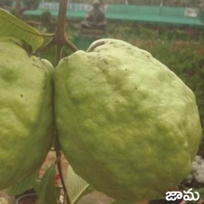 Guava