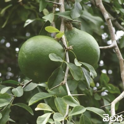 Indian Wood Apple
