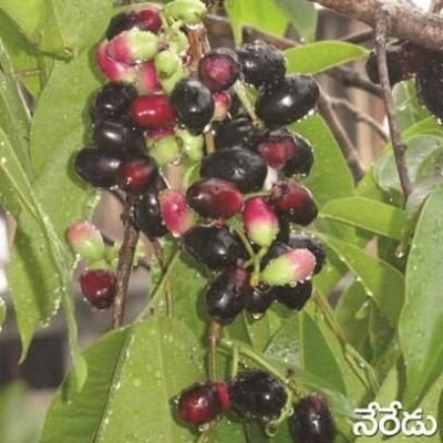Jambul