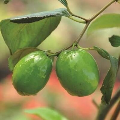 Jujube