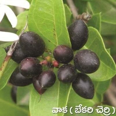 Crane Berry
