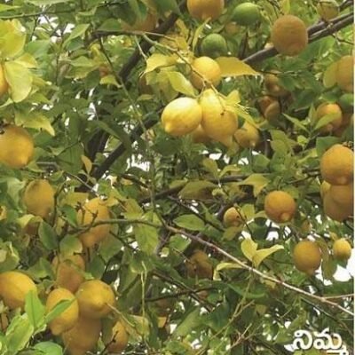 Lemon