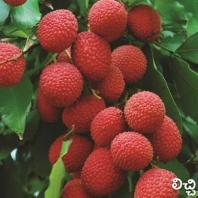 Lychee