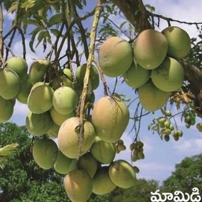 Mango