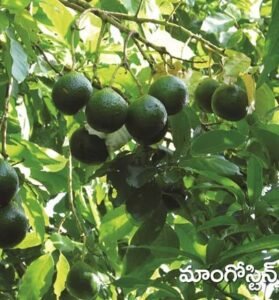 Mangosteen