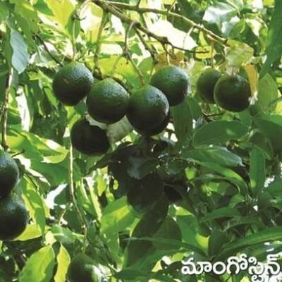 Mangosteen