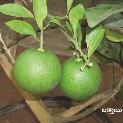 Mosambi