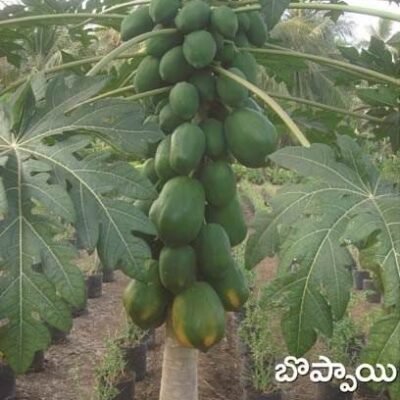 Papaya