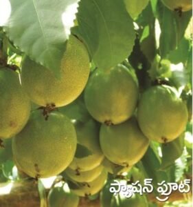 Passion Fruit