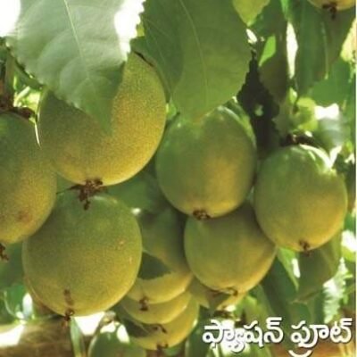 Passion Fruit